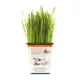 Product Pet Greens 100% Organic Wheatgrass Live Cat Grass