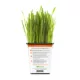 Product Pet Greens 100% Organic Wheatgrass Live Cat Grass