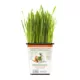 Product Pet Greens 100% Organic Wheatgrass Live Cat Grass