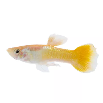 Product Yellow Guppy