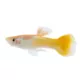 Product Yellow Guppy