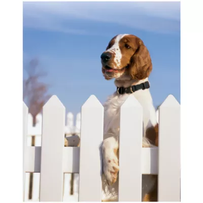 Product PetSafe® KeepSafe Break-Away Collar - 3/4 in to 1 in Wide - Black - Adjustable Sizes