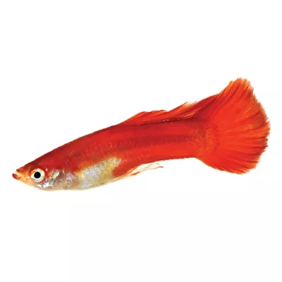 Product Blonde Delta Guppy