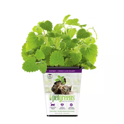 Product Pet Greens Catnip Live Cat Grass