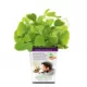 Product Pet Greens Catnip Live Cat Grass