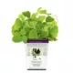 Product Pet Greens Catnip Live Cat Grass