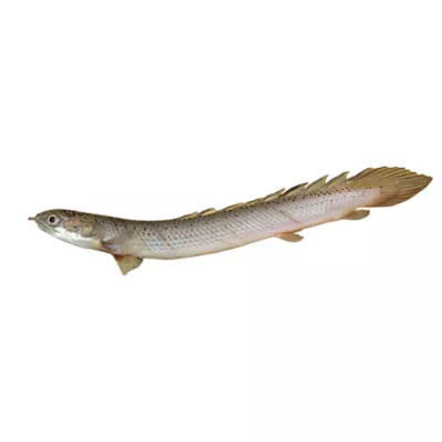 Product Dinosaur Bichir