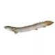 Product Dinosaur Bichir