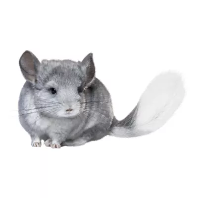 Product Chinchilla