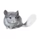 Product Chinchilla