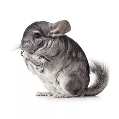 Product Chinchilla