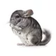 Product Chinchilla