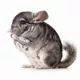 Product Chinchilla