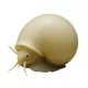 Product Ivory Mystery Snail