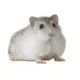 Product Winter White Hamster