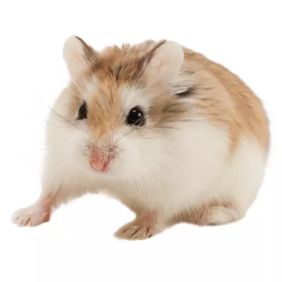 Product Roborovski Dwarf Hamster