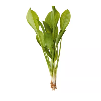 Product Top Fin® Amazon Sword Live Plant