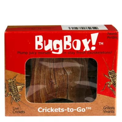 Product BugBox!™ Live Crickets