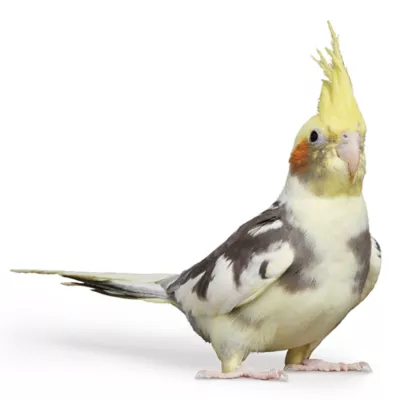 Product Assorted Cockatiel