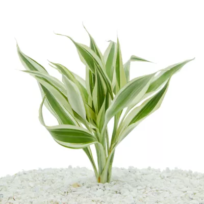 Product Top Fin® White Ribbon Live Plant