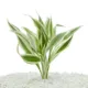 Product Top Fin® White Ribbon Live Plant