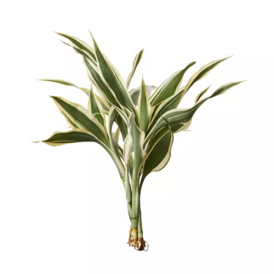 Product Top Fin® White Ribbon Live Plant