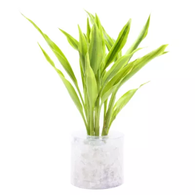 Product Top Fin® Gold Ribbon Semi-Aquatic Live Plant