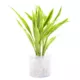 Product Top Fin® Gold Ribbon Semi-Aquatic Live Plant