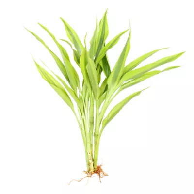 Product Top Fin® Gold Ribbon Semi-Aquatic Live Plant