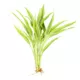 Product Top Fin® Gold Ribbon Semi-Aquatic Live Plant