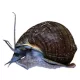 Product Blue Mystery Snail