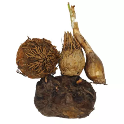 Product Top Fin® Plant Bulbs