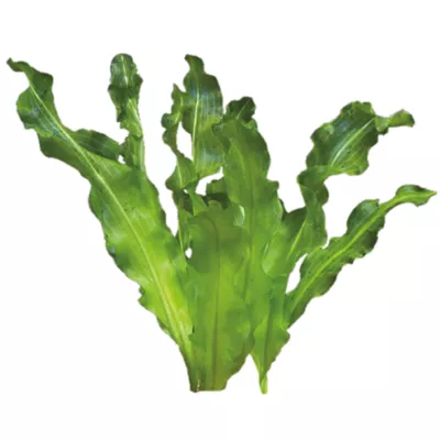Product Top Fin® Plant Bulbs