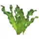 Product Top Fin® Plant Bulbs