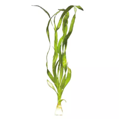 Product Top Fin® Plant Bulbs