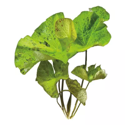 Product Top Fin® Plant Bulbs