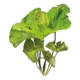 Product Top Fin® Plant Bulbs