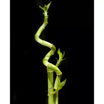 Product Top Fin® Curly Bamboo Live Plant