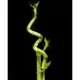 Product Top Fin® Curly Bamboo Live Plant