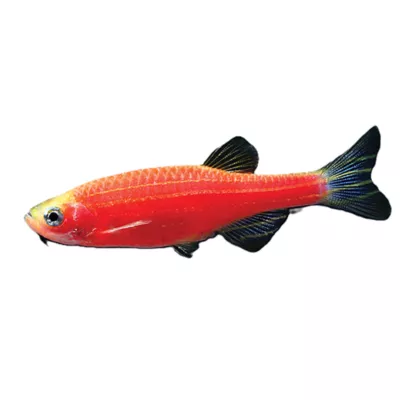 Product GloFish® Starfire Red Danio