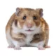 Product Fancy Bear Hamster