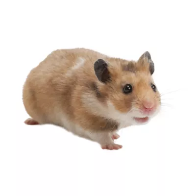 Product Fancy Bear Hamster