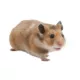 Product Fancy Bear Hamster