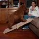 Product Pet Gear Bi-Fold Pet Ramp
