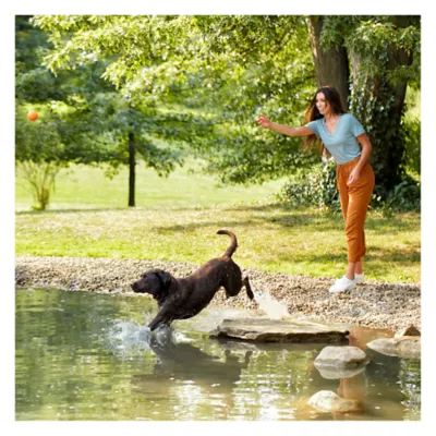 Product Nature's Recipe Adult Dry Dog Food - Salmon, Sweet Potato, Pumpkin