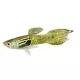 Product Male Cobra Endler's Guppy