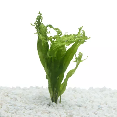 Product Top Fin® Windelov Live Plant