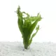 Product Top Fin® Windelov Live Plant