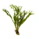 Product Top Fin® Windelov Live Plant
