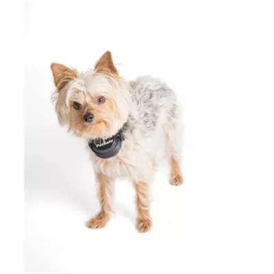 Product PetSafe® Stay & Play Wireless Pet Fence Receiver Collar - Tone and Static Correction